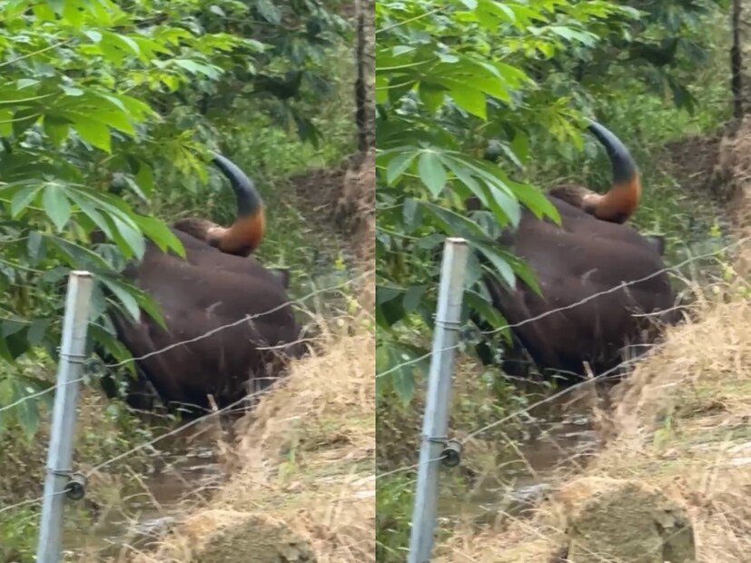  തിരുവനന്തപുരം ഡിഎഫ്ഒ അനില്‍ ആന്റണിയുടെ നേതൃത്വത്തില്‍ ഇന്നലെ രാവിലെ 7ന് അഞ്ചല്‍, കുളത്തൂപ്പുഴ, പാലോട്, പരുത്തിപ്പള്ളി എന്നീ റേഞ്ച് ഓഫിസുകളില്‍ നിന്നായി 50 ലേറെ ഉദ്യോഗസ്ഥരും റാപിഡ് റെസ്‌പോണ്‍സ് ടീമും സ്ഥലത്തെത്തി. ഇവര്‍ 4 സംഘങ്ങളായി തിരച്ചില്‍ ആരംഭിച്ചു. ഇന്നലെ പകല്‍ മുഴുവന്‍ വനം വകുപ്പിന്റെ നേതൃത്വത്തില്‍ തിരച്ചില്‍ നടത്തിയെങ്കിലും കാട്ടുപോത്തിനെ പിടികൂടാനായിരുന്നില്ല.
