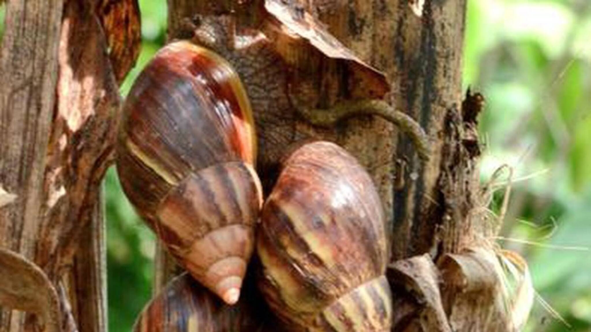 മുഷ്ടിയോളം വലുപ്പം; ദേഹത്തു തട്ടിയാൽ കടുത്ത ചൊറിച്ചിലും പുകച്ചിലും; ആഫ്രിക്കൻ ഒച്ചുകളുടെ വർദ്ധന കുറിച്ചിക്കു ദുരിതമാകുന്നു