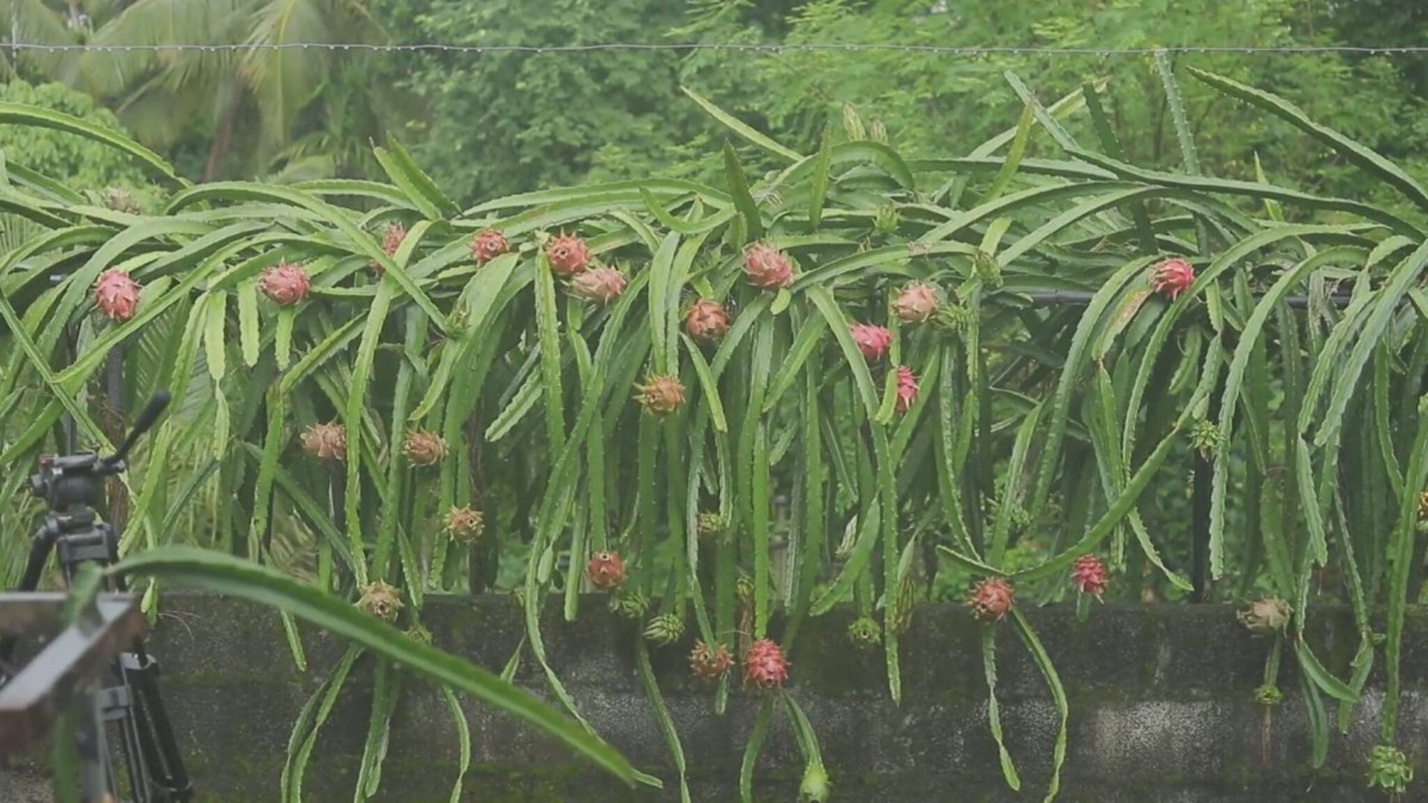 വേണമെങ്കിൽ ഡ്രാഗൻ ഫ്രൂട്ട് ടെറസ്സിലും കായ്ക്കും; നൂറുമേനി കൊയ്യുന്ന മലപ്പുറത്തെ യുവകർഷകൻ