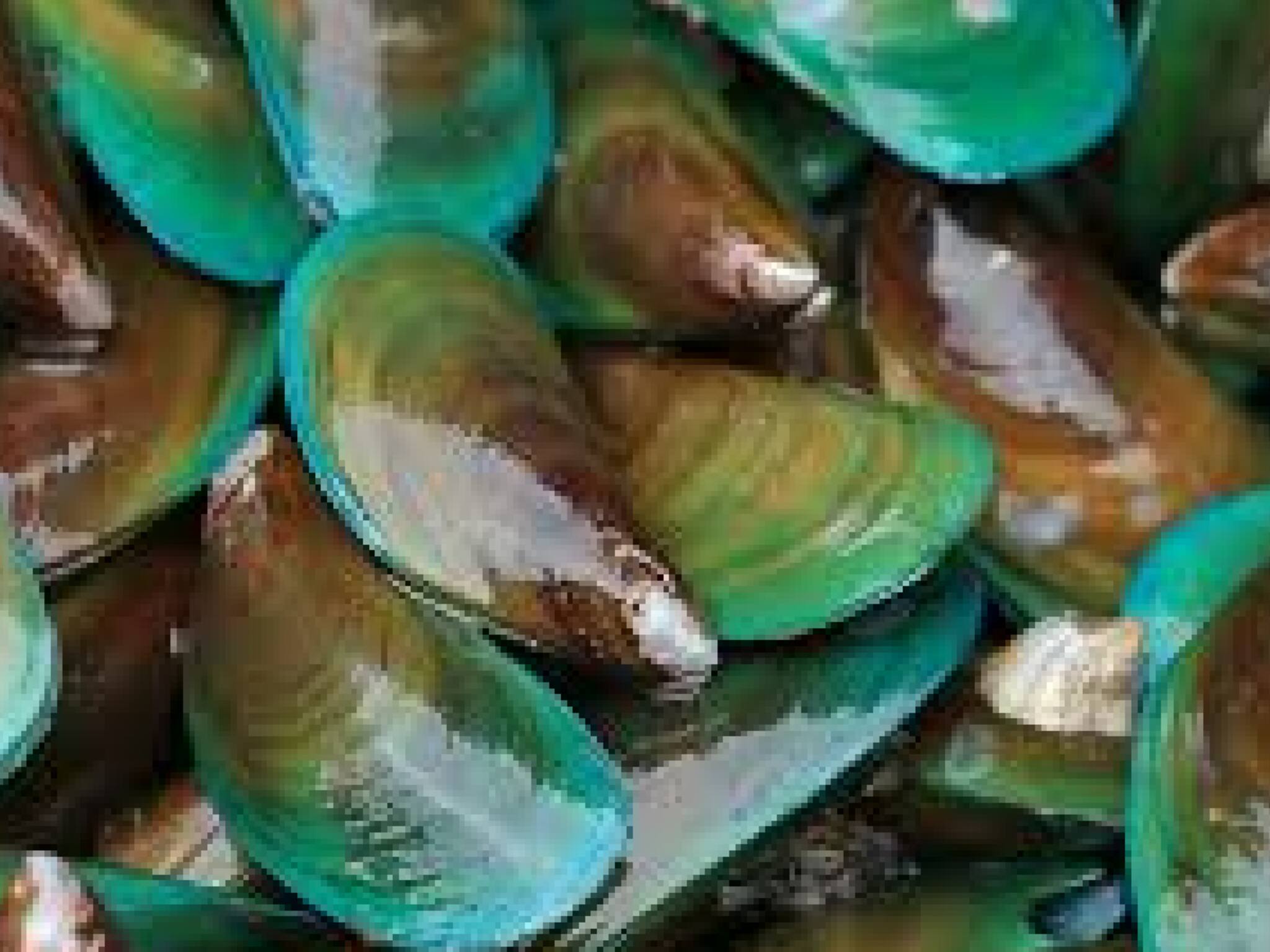 മലബാറിൻ്റെ കുടുക്കയെന്ന കല്ലുമ്മക്കായയുടെ വിശേഷങ്ങൾ അറിഞ്ഞാലോ?