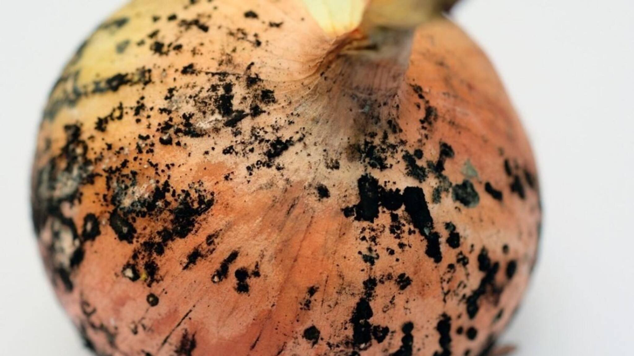 ഉള്ളിയിലെ കറുത്ത പൂപ്പല്‍ വിഷമാണോ? ഉപയോഗിക്കുംമുന്നേ ശ്രദ്ധിക്കേണ്ട കാര്യങ്ങൾ