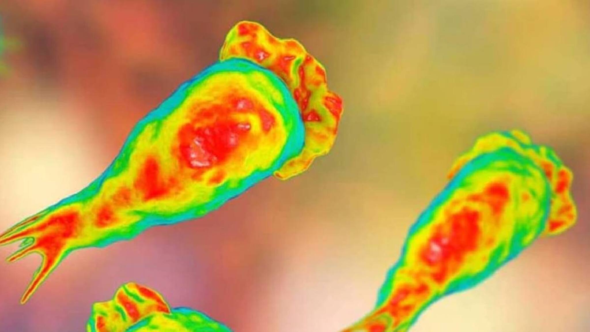 അമീബിക്ക് മസ്തിഷ്‌ക ജ്വരം: വാട്ടര്‍ ടാങ്ക് വൃത്തിയാക്കാത്തവരും ജലാശയങ്ങളില്‍ കുളിച്ചവരും രോഗലക്ഷണങ്ങള്‍ കണ്ടാല്‍ ചികിത്സ തേടണം