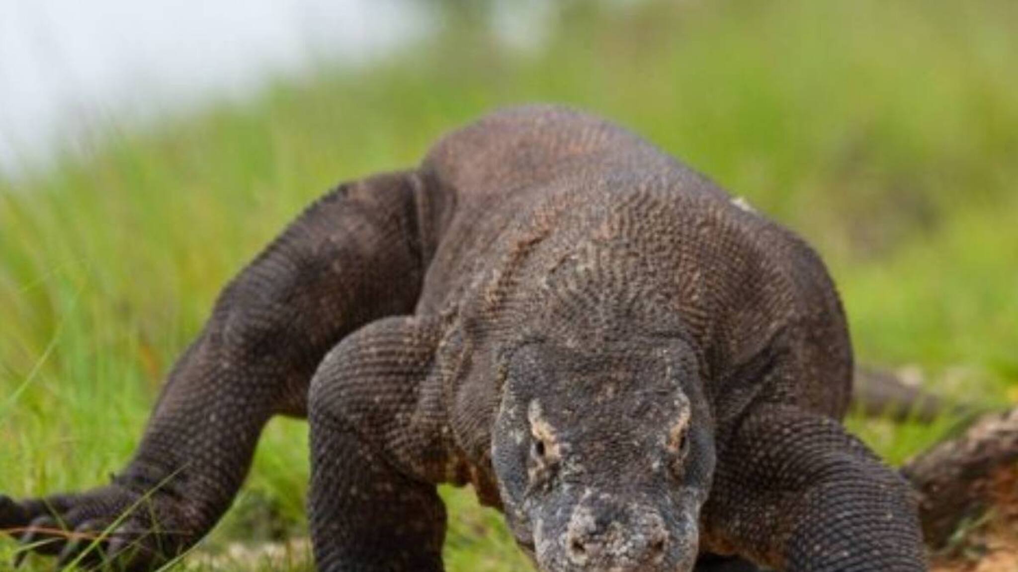 ഇണചേരാതെ കുഞ്ഞുങ്ങള്‍ക്ക് ജന്മം നല്‍കുന്ന ജീവികളെ അറിയാമോ?