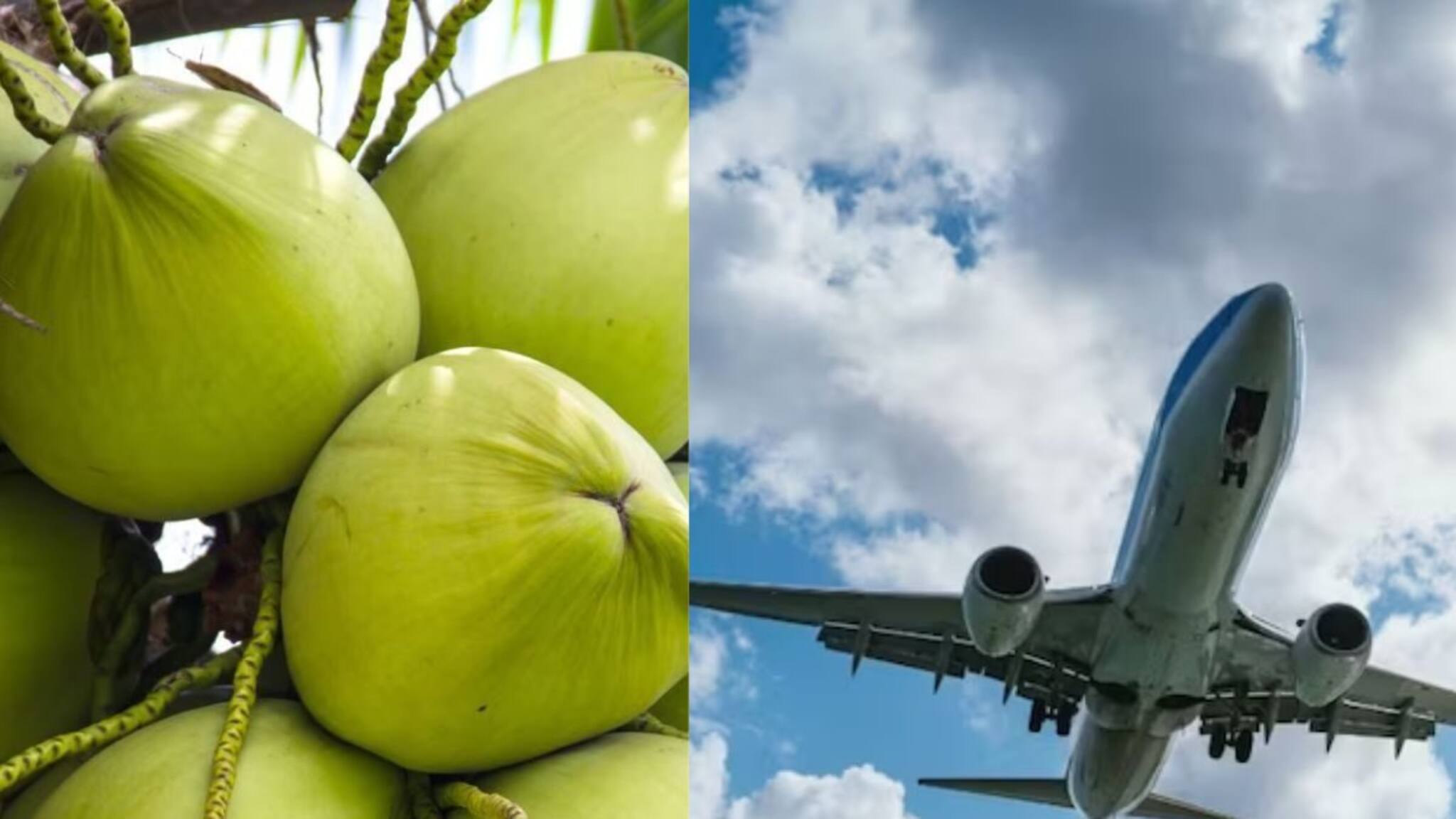 വിമാനത്തിൽ തേങ്ങ കൊണ്ടുപോകാന്‍ യാത്രക്കാരെ അനുവദിക്കാത്തത് എന്തുകൊണ്ട്?