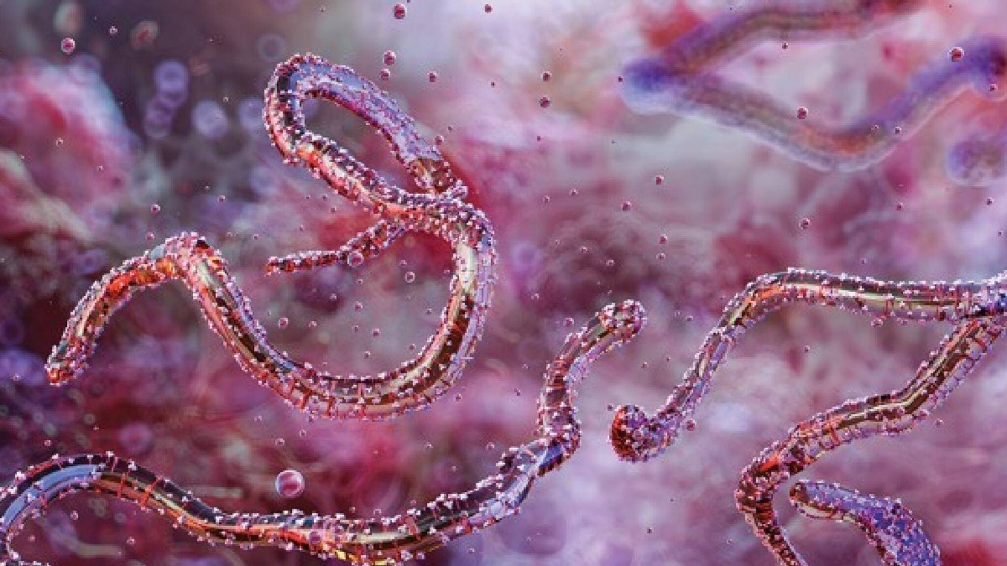 'സ്വകാര്യഭാഗങ്ങളില്‍ നിന്നുവരെ രക്തസ്രാവം; രക്തക്കുഴല്‍ പൊട്ടിമരണം'; റുവാണ്ടയെ ഭീതിയിലാഴ്ത്തി മാര്‍ബര്‍ഗ് വൈറസ്