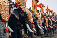 ആനയില്ലെങ്കിൽ ഹിന്ദുമതം ഇല്ലാതാകുമോ? ആന എഴുന്നള്ളത്ത് അനിവാര്യ മതാചാരമല്ലെന്ന് ആവര്‍ത്തിച്ച് ഹൈക്കോടതി