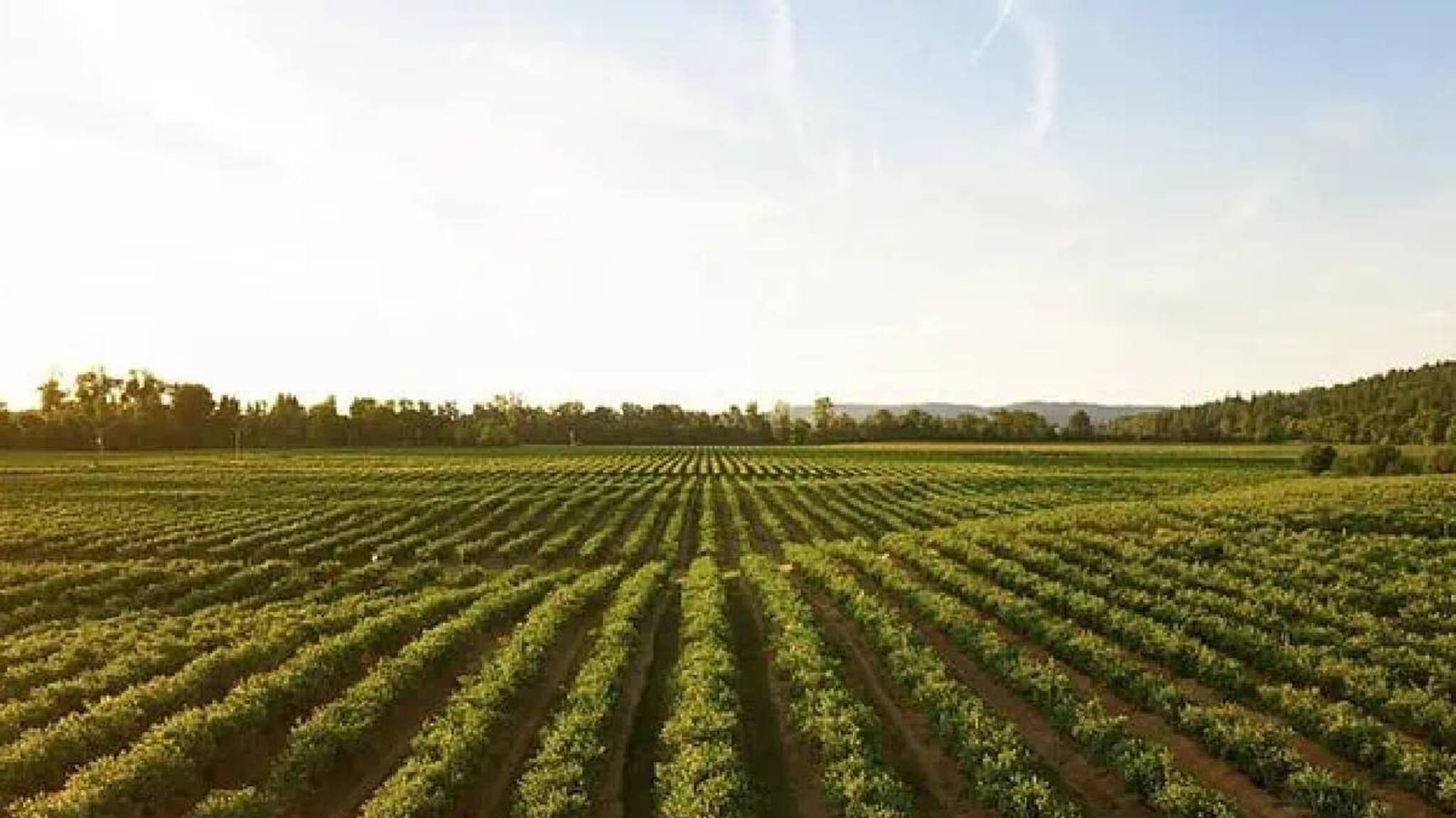 CHAG യുഎഇ കര്‍ഷകര്‍ക്കായി ലോകത്തിലെ ആദ്യ ചാറ്റ്ജിപിടി ടൂള്‍ വികസിപ്പിച്ചു