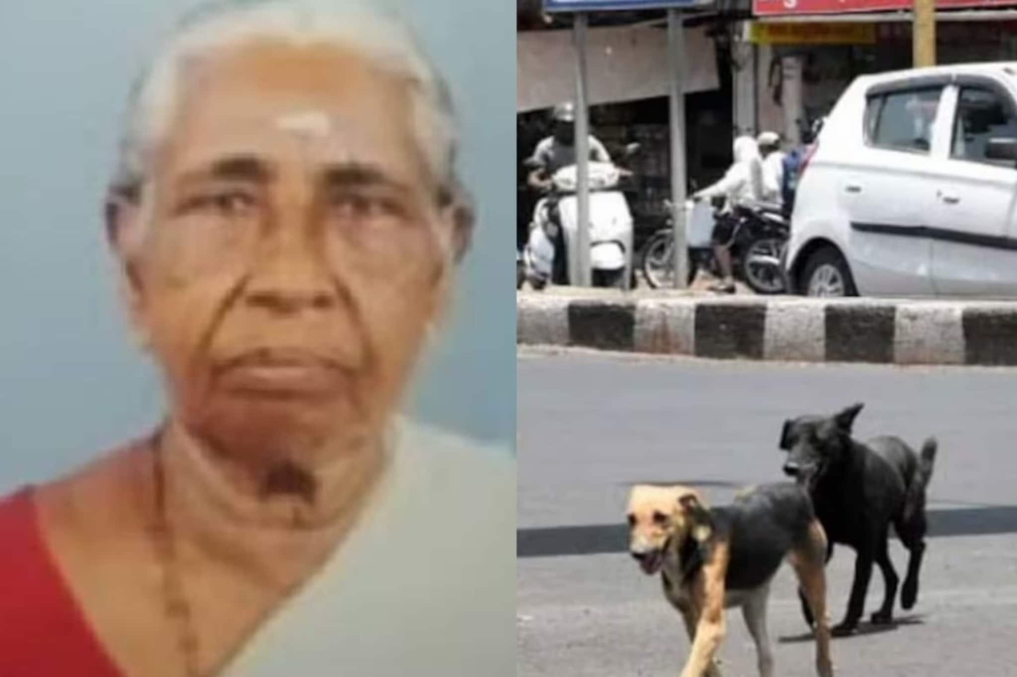 81കാരിയെ തെരുവുനായ കടിച്ചുകൊന്ന സംഭവത്തിൽ കണ്ടെത്തൽ; വീടിന് വെളിയിൽ കിടത്തി വീടും ഗേറ്റും പൂട്ടി പോയി