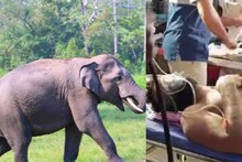 വയനാട്ടിൽ വീണ്ടും കാട്ടാന ആക്രമണം; നിർമ്മാണ തൊഴിലാളിക്ക് പരിക്ക്
