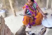 എട്ട് വര്‍ഷം അപ്പ്രന്റിസായി; ഈ കുരങ്ങന്‍ ഇപ്പോള്‍ അടുക്കളപ്പണി മുതല്‍ പാത്രം കഴുകല്‍ വരെ അസലായി ചെയ്യും