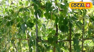 മുഹമ്മദിൻ്റെ ജൈവ കൃഷി