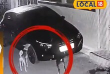 ഇടിച്ച കാർ നിർത്താതെപോയി; കാത്തിരുന്ന് നായയുടെ പ്രതികാരം; വീഡിയോ വൈറൽ‌