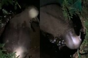 മലപ്പുറത്ത് കാട്ടാന കിണറ്റില്‍ വീണു; കര കയറ്റാന്‍ ശ്രമം തുടരുന്നു
