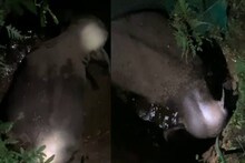 മലപ്പുറത്ത് കാട്ടാന കിണറ്റില്‍ വീണു; കര കയറ്റാന്‍ ശ്രമം തുടരുന്നു
