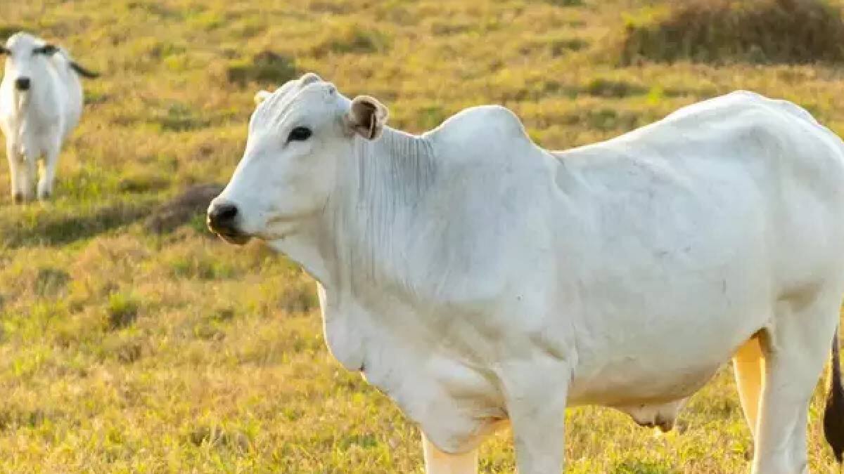 40 കോടി രൂപ! ഒരു പശുവിൻ്റെ വിലയാണ് കേട്ടോ | Rs 40 crore sale of indian ...