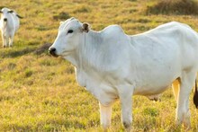 40 കോടി രൂപ! ഒരു പശുവിൻ്റെ വിലയാണ് കേട്ടോ