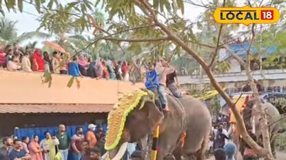 മേപ്പയൂർ ഫെസ്റ്റിലെ പ്രഥമ ദിവസം ആനയുടെ എഴുന്നള്ളിപ്പ് 