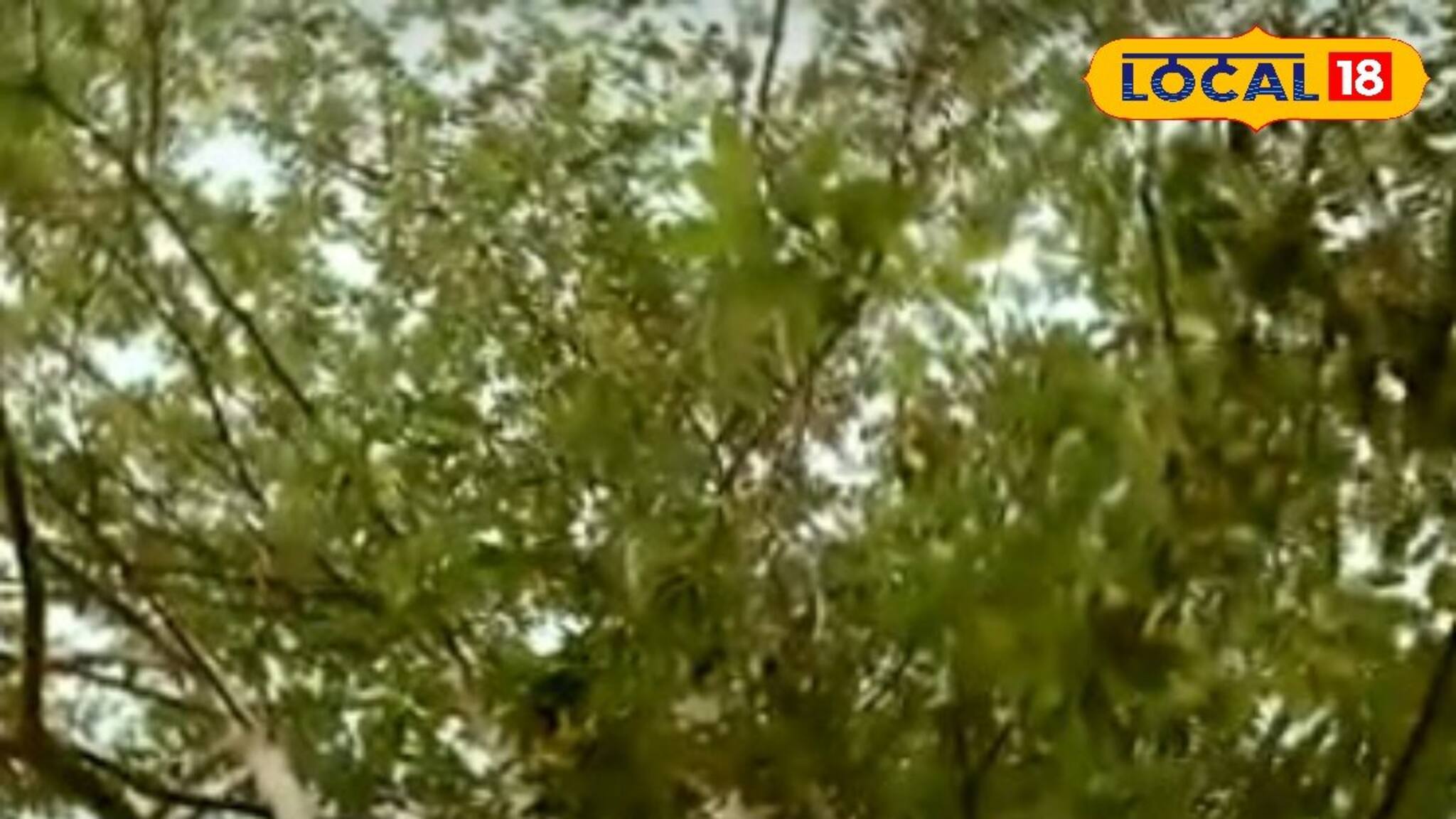 ശിവൻ്റെ കണ്ണൂനീര്‍ തുള്ളി, അപൂര്‍വ്വ രുദ്രാക്ഷങ്ങള്‍ കായ്ച്ച് വരഡൂര്‍ ലക്ഷ്മി നാരായണ ക്ഷേത്രത്തിലെ രുദ്രാക്ഷ മരം