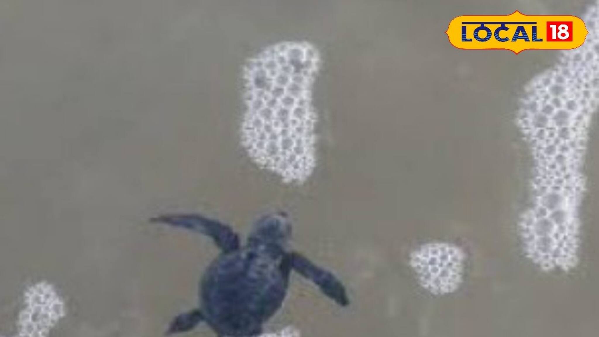 അഴീക്കോട്‌ ചാല്‍ ബീച്ചില്‍ വിരിഞ്ഞത് 25 കടലാമക്കുഞ്ഞുങ്ങള്‍, ആദ്യ കടല്‍പ്രവേശന കാഴ്ച്ചക്കാരായി ബീച്ച് നിവാസികള്‍