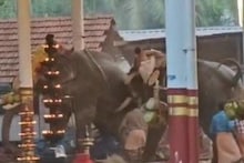 കോഴിക്കോട് ഉത്സവത്തിനെത്തിയ ആനകൾ ഇടഞ്ഞു; മൂന്ന് പേർ മരിച്ചു