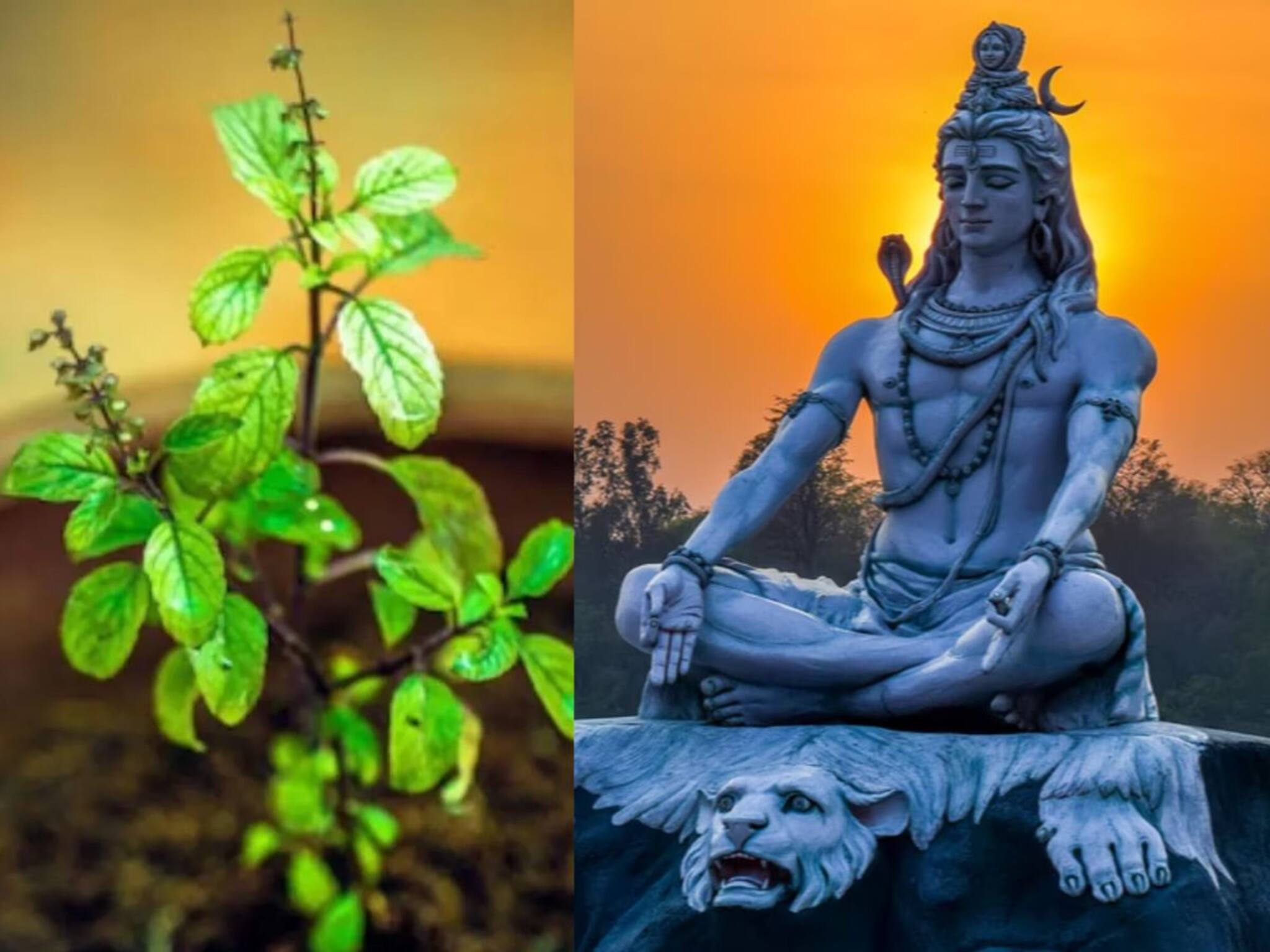 Maha Shivratri 2025: മഹാശിവരാത്രിയിൽ തുളസിയില ദേവന് അർപ്പിക്കരുത്; അബദ്ധത്തിൽ ഈ 7 കാര്യങ്ങൾ ചെയ്യരുത്
