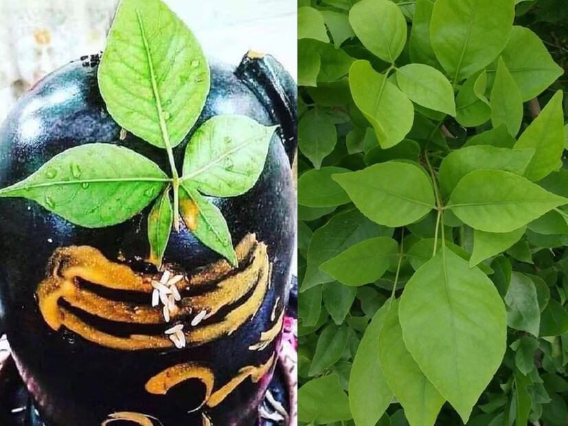  കൂവളത്തിന്റെ ഇല: ശിവന് കൂവളത്തിന്റെ ഇല വളരെ ഇഷ്ടമാണ്. പക്ഷേ പൂജയിൽ എപ്പോഴും പുതിയതും പൊട്ടാത്തതുമായ കൂവളത്തിന്റെ ഇല ഉപയോ​ഗിക്കുക. പഴയതോ ചീത്തയോ ആയ കൂവളം അർപ്പിക്കുന്നത് ആരാധനയുടെ ഫലം നൽകുന്നില്ല.