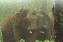മസ്തകത്തിൽ മുറിവേറ്റ കൊമ്പന് മയക്കുവെടി; കുങ്കിയാനകളുടെ സഹായത്തോടെ വാഹനത്തിലേക്ക് കയറ്റി; കോടനാടേക്ക് മാറ്റും