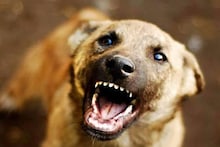 കോഴിക്കോട് കുറ്റ്യാടിയില്‍ കുട്ടികളടക്കം എട്ടു പേർക്ക് പേപ്പട്ടിയുടെ കടിയേറ്റു