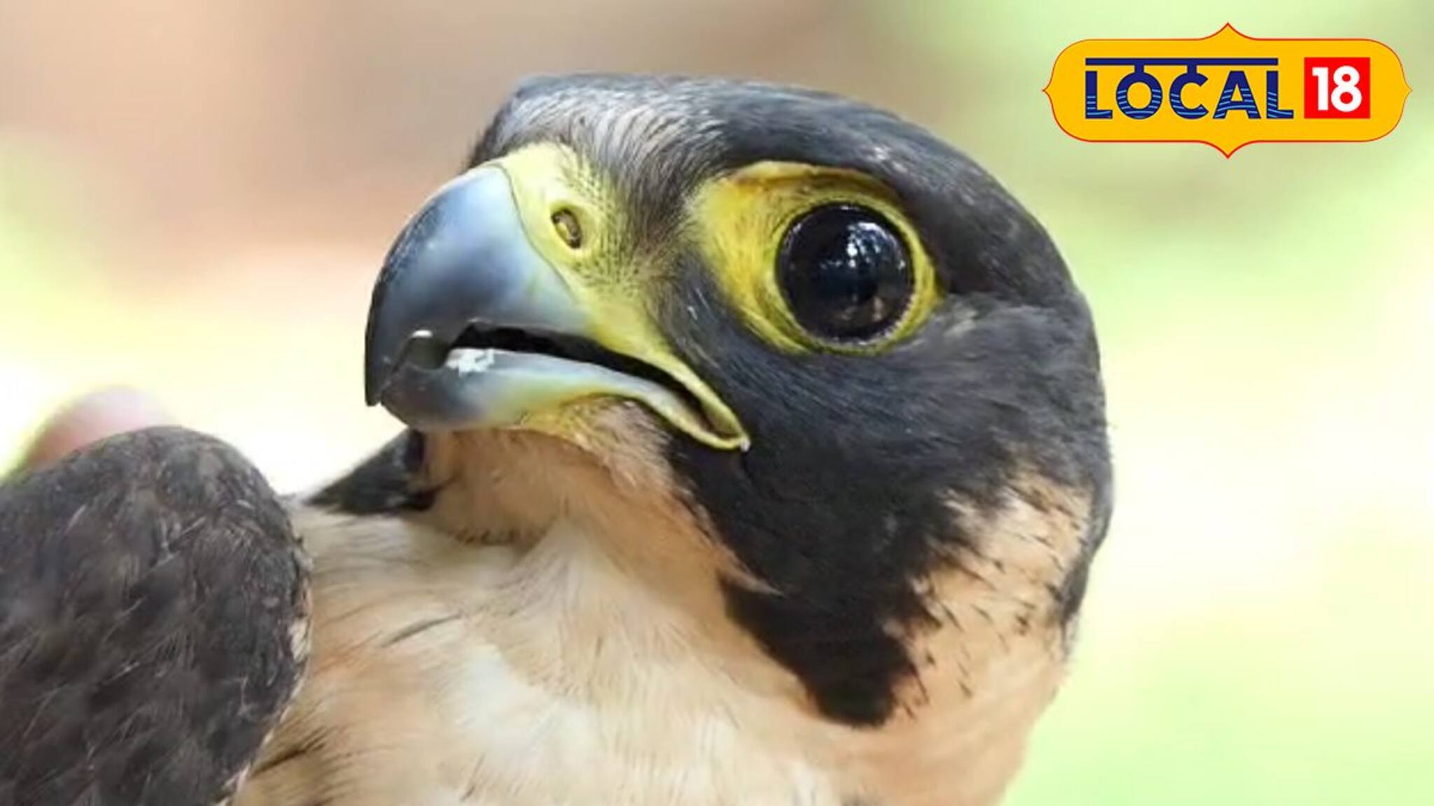 മലപ്പുറത്തെത്തിയ അപൂർവ്വ ഇനത്തിൽപ്പെട്ട പെരിഗ്രീൻ ഫാൽക്കൺ