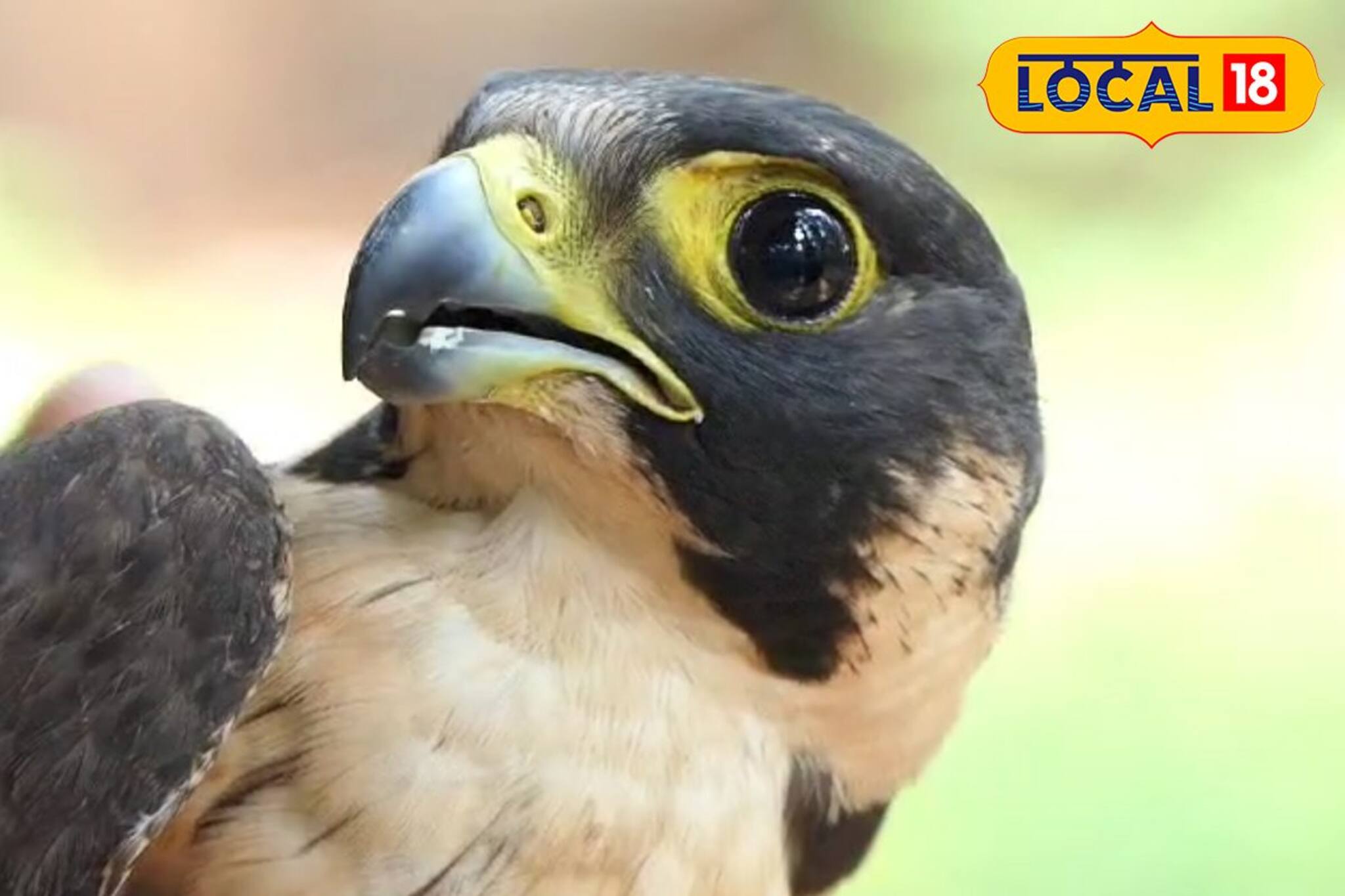 മലപ്പുറത്തെത്തിയ അപൂർവ്വ ഇനത്തിൽപ്പെട്ട പെരിഗ്രീൻ ഫാൽക്കൺ