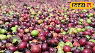 റിട്ടയർഡ് കോളേജ് അധ്യാപകൻ മാത്തുണ്ണിയുടെ കാപ്പി കൃഷി റിട്ടയർഡ് കോളേജ് അധ്യാപകൻ മാത്തുണ്ണിയുടെ കാപ്പി കൃഷി