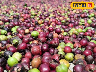 റിട്ടയർഡ് കോളേജ് അധ്യാപകൻ മാത്തുണ്ണിയുടെ കാപ്പി കൃഷി