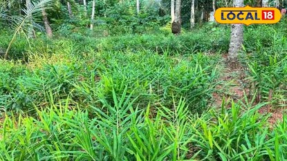 ഇന്ത്യയിലെ ആദ്യത്തെ ഇഞ്ചി കൃഷിയായ ഐ ഐ എസ് ആർ സുരസ