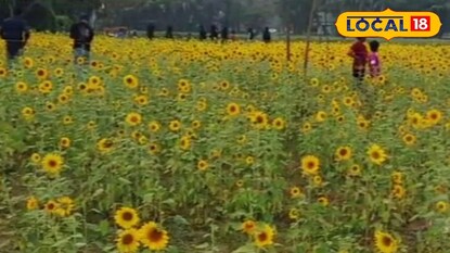 അയ്യോത്തെ  സൂര്യകാന്തി പാടം 