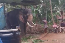 അനുമതിയില്ലാതെ എഴുന്നള്ളത്തിന് എത്തിച്ച ആനയെ വനംവകുപ്പ് കസ്റ്റഡിയിലെടുത്തു