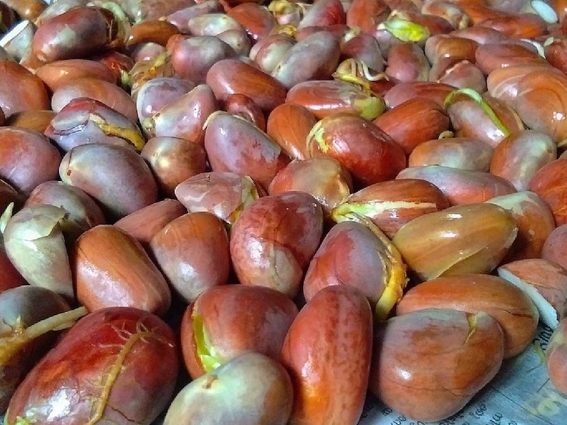 health benefits of jackfruit seeds, jackfruit seed benefits, jackfruit seed, jackfruit seed benefits, jackfruit seed health benefits, jackfruit benefits, incredible benefits of jackfruit seeds, popularity of jackfruit, how to get fair skin, how to make a farm, how to pick dragon fruit, how to pick rambutan, how to pick ripe fruit, how to pick ripe tropical fruit, jackfruit benefits, jackfruit face mask, jackfruit for anti aging, jackfruit for blood pressure, jackfruit for bones, jackfruit for cancer, jackfruit for digestive, jackfruit for food, jackfruit for gastric, jackfruit for insomnia, jackfruit for skin, jackfruit for tiredness, jackfruit history, use mango peel to remove sun tan, jackfruit seeds, jackfruit, health benefits, health, wellness, wellbeing, overall health, superfood Jackfruit, veganism, Jackfruit recipes, jackfruit dish, jackfruit, Jackfruit dishes, Superfood, lancet, ചക്ക,ചക്ക സീസൺ,ചക്കക്കുരു ,ചക്കക്കുരു ഗുണങ്ങൾ,ചക്കക്കുരു കളയേണ്ട, ചക്കക്കുരു ജ്യൂസ്,  ചക്കക്കുരു മിൽക്ക് ഷേക്ക്‌, ചക്കക്കുരു ജ്യൂസ് ഉണ്ടാക്കുന്ന വിധം, ചക്കക്കുരു ഇങ്ങനെ ഉപയോഗിക്കൂ, ചക്കക്കുരു മുഖക്കുരു, ചക്കക്കുരുവിന്റെ ഗുണങ്ങൾ, മുഖക്കുരു മാറാൻ ചക്കക്കുരു, മുഖക്കുരുവിന് പരിഹാരം ചക്കകുരുവിൽ, മുഖുക്കുരു
