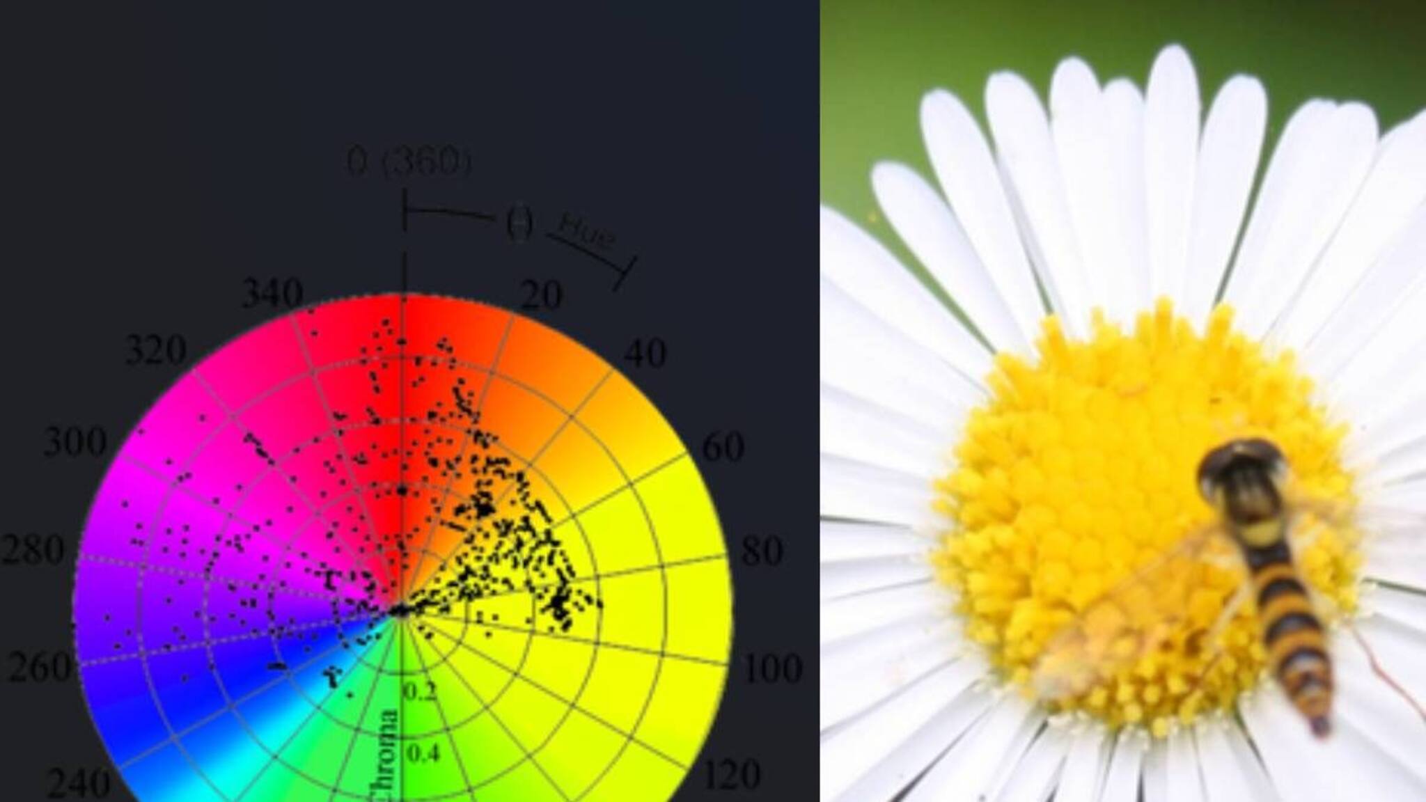 പൂക്കളുടെ നിറങ്ങളുടെ രഹസ്യം അറിയണോ? ഡിജിറ്റൽ സർവകലാശാലയിൽ ഫ്ലോറൽ റേഡിയോമെട്രി പഠിക്കാം