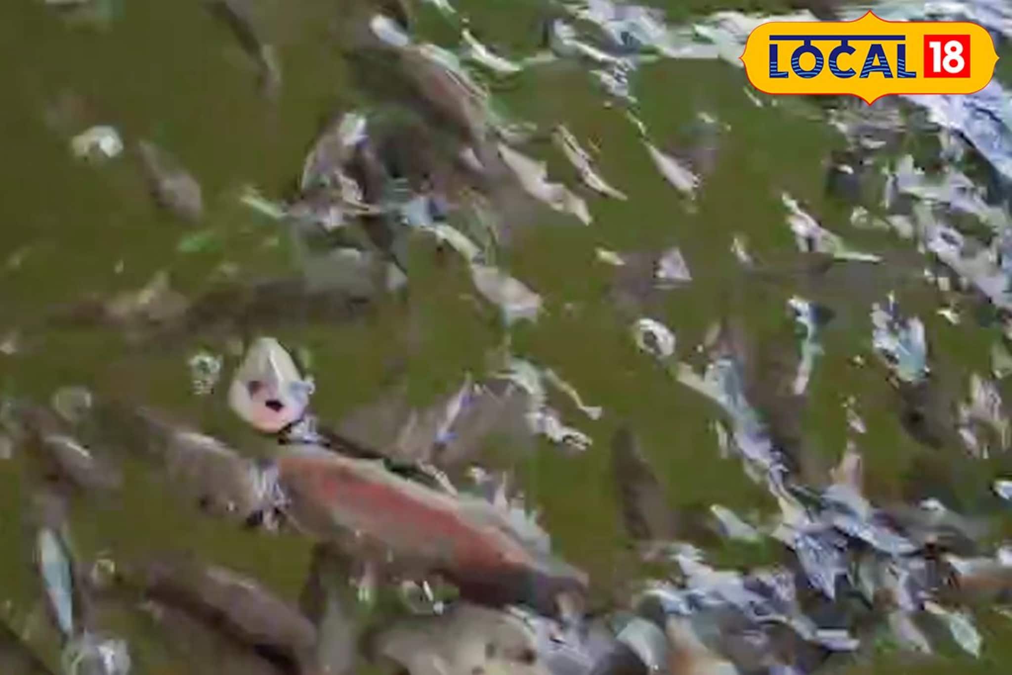 പ്രതിസന്ധികൾ തരണം ചെയ്യാൻ ആരംഭിച്ച വേറിട്ട കൃഷി ഇന്ന് വിജയകുതിപ്പിൽ