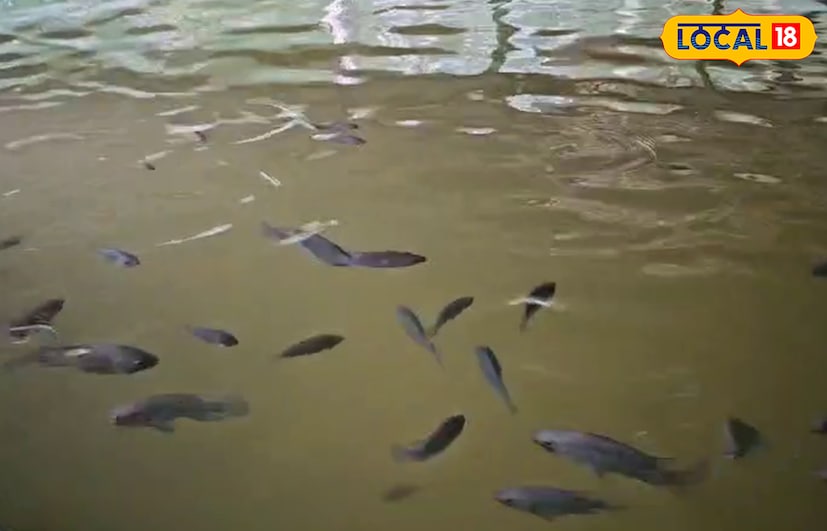  തിലോപ്പിയ മത്സ്യങ്ങളിൽ പെൺമത്സ്യങ്ങൾ വായിലാണ് മുട്ട സൂക്ഷിക്കുന്നത് എന്നതിനാൽ തീറ്റ എടുക്കുന്നതിലും, വളർച്ചയെത്തി വിളവെടുപ്പ് നടത്തുന്നതിനും കാലതാമസം സംഭവിക്കും എന്ന് സിജു പറയുന്നു. പെല്ലറ്റ് ഫുഡുകൾക്ക് പുറമേ, അസോള, മരിച്ചിനി ഇല, ചേന ഇല തുടങ്ങിയവയും ഇവയ്ക്ക് ഭക്ഷണത്തിനായി നൽകും. വിഷരഹിത മത്സ്യങ്ങൾ തേടിയെത്തുന്നവർക്ക് ഇവിടെനിന്ന് ജീവനോടെ മത്സ്യങ്ങളെ വാങ്ങിപ്പോകാനും കഴിയും.