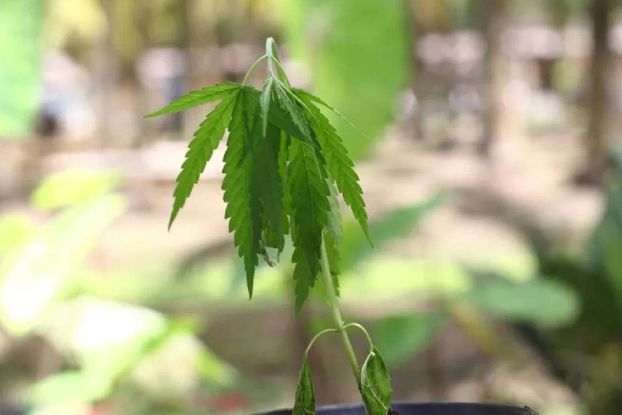 തിരുവനന്തപുരം എംസി റോഡിനരികിൽ നിന്ന് പൊലീസ് കഞ്ചാവ് ചെടി കണ്ടെത്തി