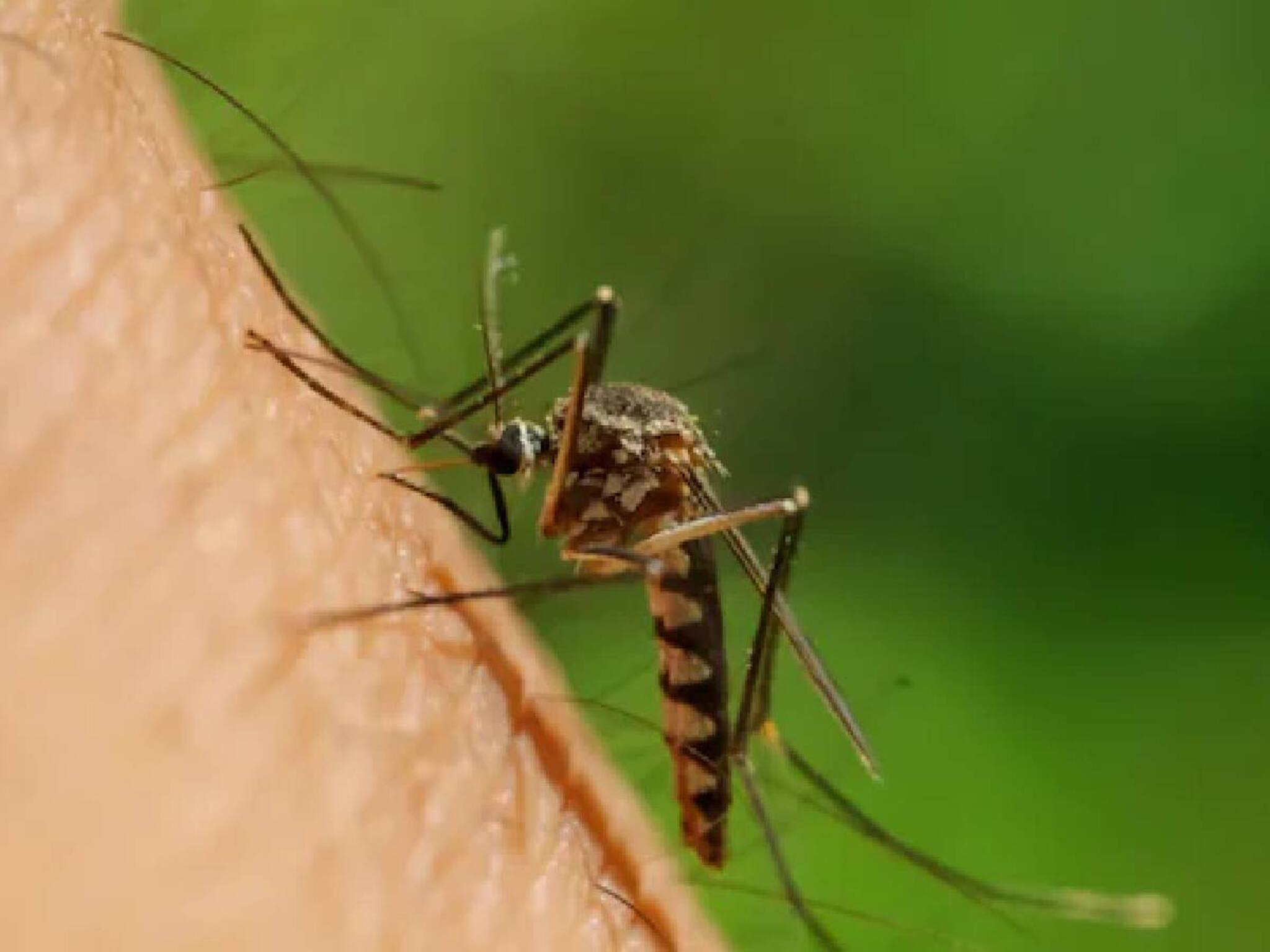 Malaria Day 2025: പകർച്ചപ്പനിക്ക് സമാനമായ ലക്ഷണങ്ങൾ; സുരക്ഷിതരായിരിക്കാൻ ഈ കാര്യങ്ങൾ ശ്രദ്ധിക്കൂ!