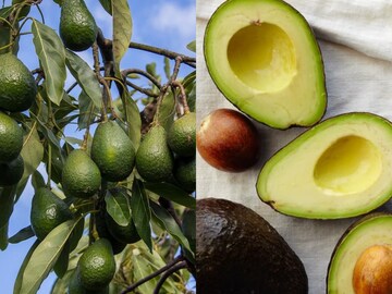 Avocado | അവൊക്കാഡോ നല്ലതാടോ; ഡിപ്രെഷൻ അടിച്ചാലും, പഞ്ചസാര കൂടിയാലും ഓടിപ്പോയി വാങ്ങിക്കഴിക്കാം
