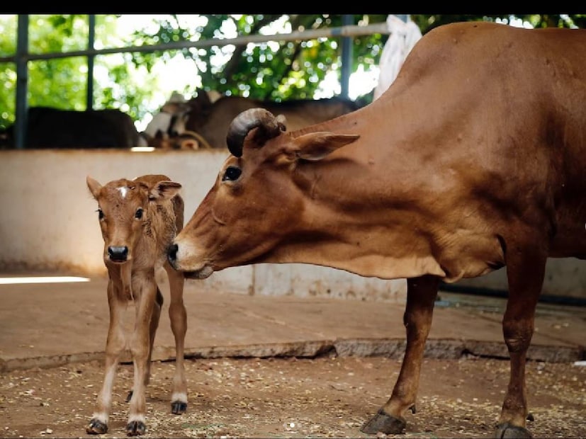 രചന നാരായണൻകുട്ടി പോസ്റ്റ് ചെയ്ത ഗോശാലയിൽ പിറന്ന പശുക്കിടാവിന്റെയും അമ്മയുടെയും ചിത്രങ്ങൾ. ഓരോ നൃത്ത പരിപാടിക്ക് ശേഷവും മഴ പെയ്തു തങ്ങൾക്ക് മേൽ അനുഗ്രഹം ചൊരിയാറുണ്ട് എന്ന് രചന നാരായണൻകുട്ടി പറയുന്നു. പോയവർഷം പുറത്തിറങ്ങിയ 'പഞ്ചായത്ത് ജെട്ടി', 'പാലും പഴവും' തുടങ്ങിയ ചിത്രങ്ങളാണ് രചന നാരായണൻകുട്ടിയുടെ ഏറ്റവും പുതിയ സിനിമകൾ 