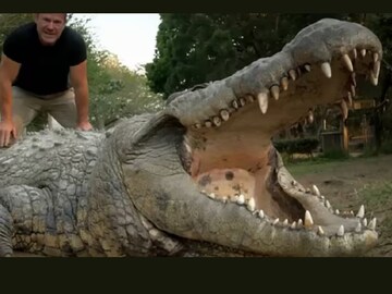 Henry is the oldest living crocodile in the world