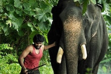 'കുംകി' യിലെ വിക്രം പ്രഭുവിന്റെ മാണിക്യം; കൊമ്പന്‍ ചെമ്മരപ്പള്ളി മാണിക്യൻ ചരിഞ്ഞു