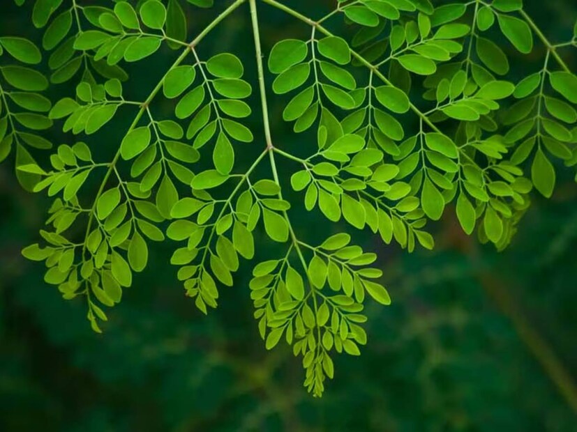  കൊളസ്ട്രോൾ കുറയ്ക്കുന്നു- ഉയർന്ന കൊളസ്‌ട്രോൾ ഉള്ളവർ മുരിങ്ങയില സ്ഥിരമായി കഴിക്കുന്നത് വളരെ നല്ലതാണ്. കാരണം ഇവ കൊളസ്‌ട്രോൾ കുറയ്ക്കാൻ സഹായിക്കും. കൊളസ്ട്രോൾ നില‌യിൽ ഉണ്ടാകുന്ന ഏറ്റക്കുറച്ചിലുകൾ കാർഡിയോവാസ്കുലാർ രോഗങ്ങൾക്ക് (cardiovascular diseases) കാരണമാകുന്നു. അതിനാൽ കൊളസ്‌ട്രോൾ ഉള്ളവർ അവരുടെ ഭക്ഷണത്തിൽ മുരിങ്ങയില സ്ഥിരമായി ഉൾപ്പെടുത്താൻ ശ്രമിക്കണം.