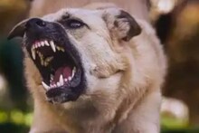 കൊല്ലത്ത് തെരുവുനായയെ ഇടിച്ച്‌ നിയന്ത്രണംവിട്ട ഓട്ടോ മറിഞ്ഞു; ഓട്ടോയില്‍ കുടുങ്ങിയ നായയുടെ കടിയേറ്റ് ഡ്രൈവര്‍ക്ക് പരിക്ക്