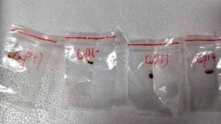 'ഫുസാറിയം ഗ്രാമിനിയേറം' എന്ന പേരിലറിയപ്പെടുന്ന ഫംഗസാണ് വിമാനമാര്‍ഗം യുഎസിലേക്കെത്തിച്ചത്