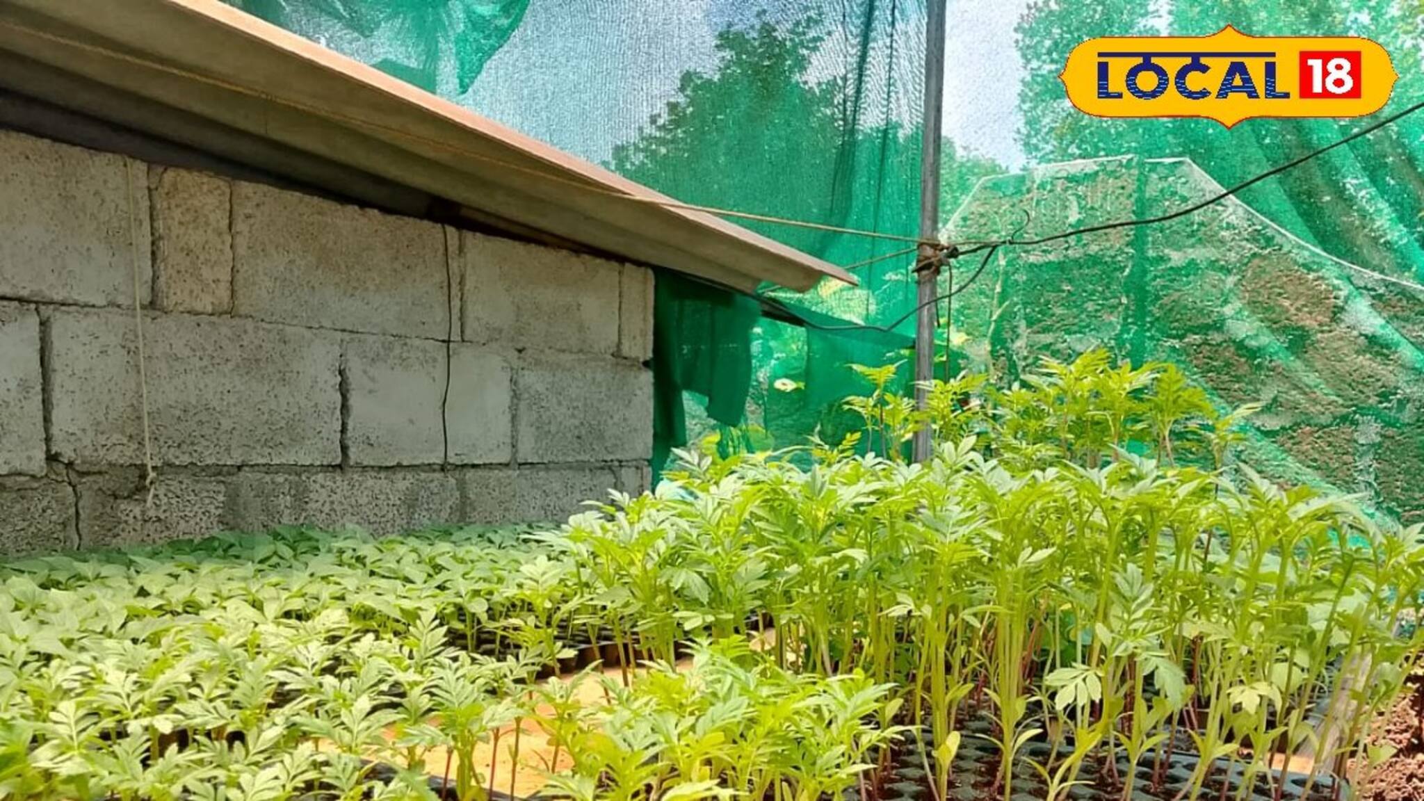 ഓണത്തിന് എല്ലാ വീടുകളിലേക്കും ചെണ്ടുമല്ലി... വിതരണം ചെയ്തത് 4000 തൈകള്‍