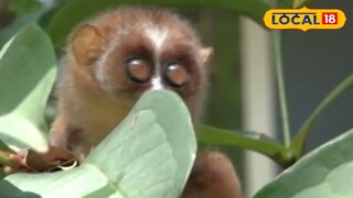 മാങ്ങാട്ടിടത്ത് കണ്ടെത്തിയ കുട്ടിത്തേവാങ്ക്  